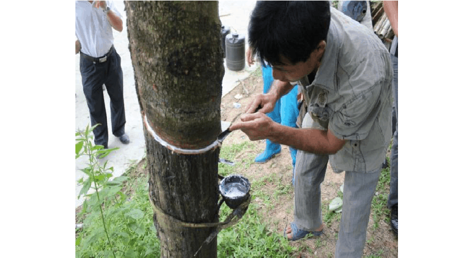 天然橡膠初加工設備和生產過程 天然橡膠初加工設備和生產過程